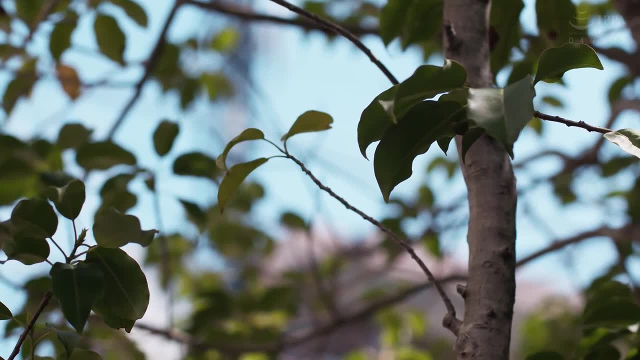 我的初恋是继母 绝对不能让老爸知道 中出在继母鲍鱼里面…她还怀孕了 大槻响 - AV大平台-中文字幕,成人影片,AV,国产,线上看