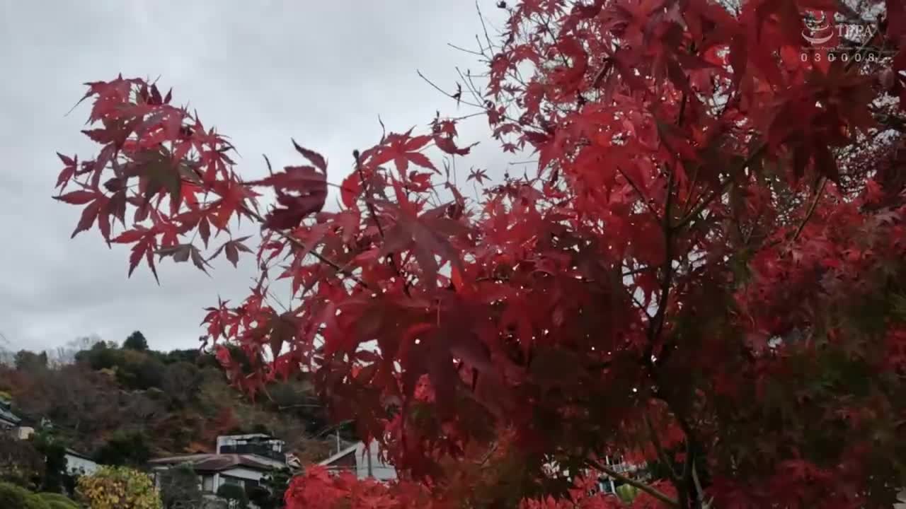 热气温泉频道【温泉女子】丰满女子在浴场即尺口交舔干净 精子全部吞尽是个好温泉 上传本篇摄影内容之外的事故影片 有加里野野花 - AV大平台-中文字幕,成人影片,AV,国产,线上看