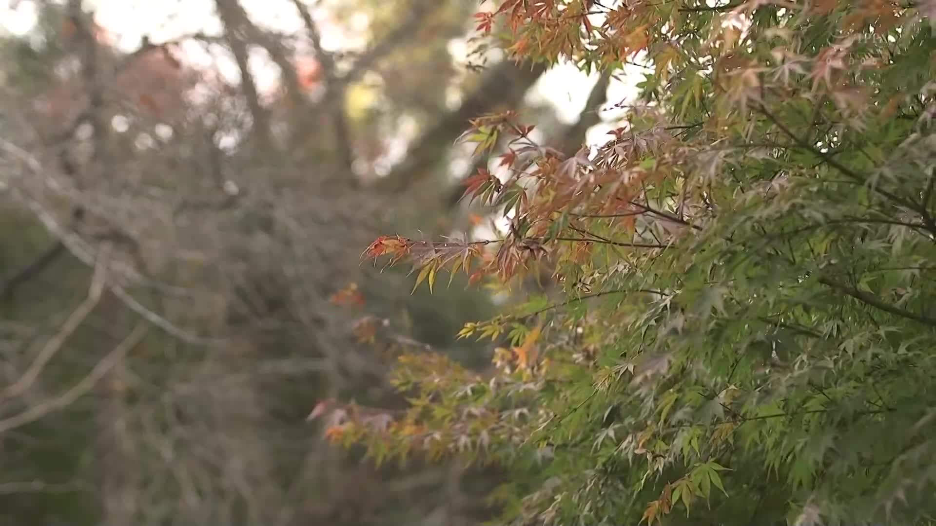 原作：只野目指 夏季归乡帮忙 全身湿透汗流不止的人妻淫态！ ！ 续篇「秋・归乡帮忙」也意外地特别真人化！ ！ 朝日莉绪 - AV大平台-中文字幕,成人影片,AV,国产,线上看